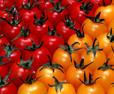 Ціна на томати в Україні досягла захмарної висоти через дефіцит пропозиції