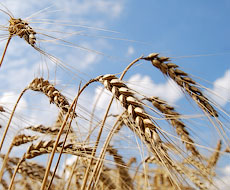 Зернових та зернобобових в Україні вироблено на 64% більше, ніж торік