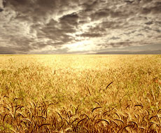 Українські аграрії намолотили 16,1 млн тонн ранніх зернових