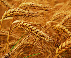«РОСТОК-ХОЛДИНГ» розпочав збирання ранніх зернових на площі 13,3 тис. га