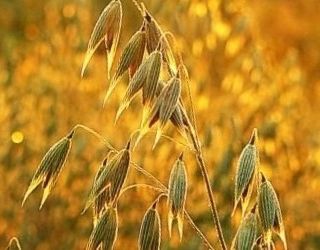 Українські аграрії намолотили понад 20 млн тонн ранніх зернових