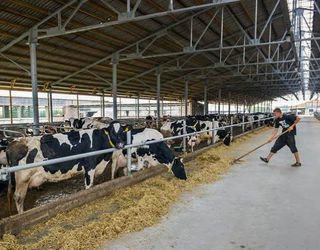 Агрофірма реконструює колишній пташник під автоматизовану молочну ферму