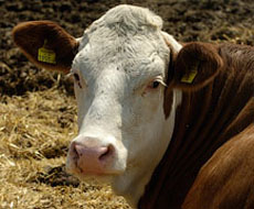 В Україну заборонено імпорт ВРХ та продукції скотарства з країн, де були випадки захворювання на нодулярний дерматит