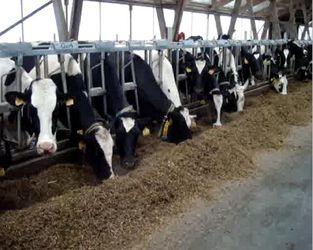 «Астарта» отримала 12 млн євро доходів від молочного тваринництва