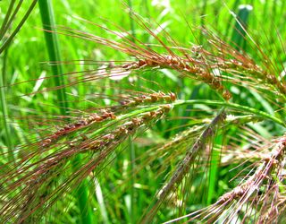 Найвищу врожайність зернових зафіксовано на Вінничині ‒ 55,4 ц/га