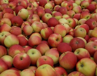Ціна на українські яблука в 1,5-2 рази нижча за минулорічну