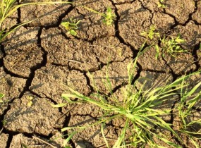 На півдні України в другій декаді серпня спостерігалася ґрунтова посуха