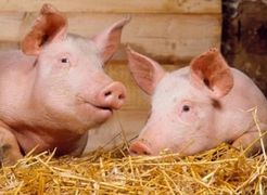 Африканська чума свиней проявилася вже на Волині