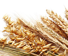 Ціна на пшеницю впала до мінімуму десятиліття на фоні очікувань гарного врожаю