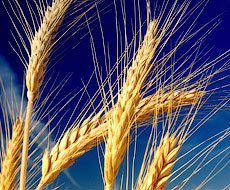 Аграріям запропонували програму страхування пшениці