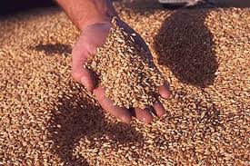 Експортні поставки зерна з України перевищили 7,2 млн тонн