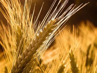 «Агропродсервіс» збільшує площі під високоврожайним житом