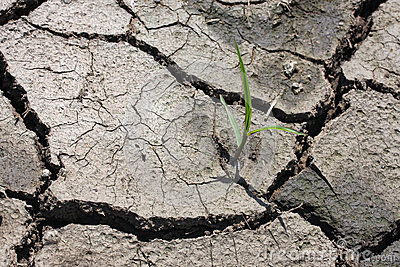 Через сухий ґрунт в українському Степу відтерміновують сівбу озимих