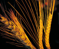 Bayer планує вивести новий український сорт пшениці