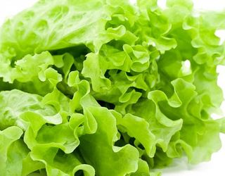 4,7 тонн польського салату знищили через виявлених у ньому шкідників