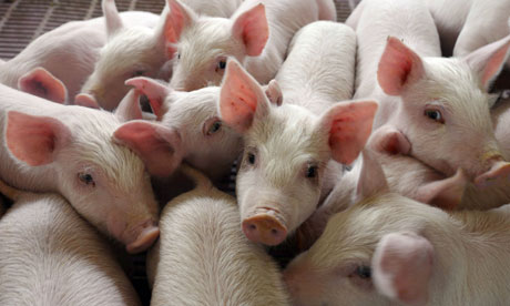 Ціни на живець свиней рвуться донизу