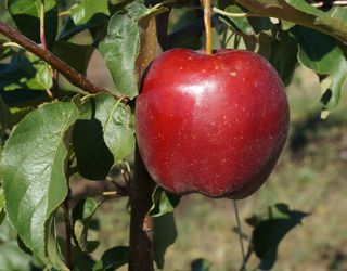 Великий калібр польських яблук може ускладнити їх експорт