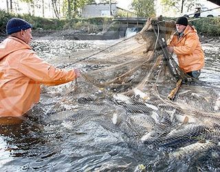 Вилов аквакультури у водоймах України збільшився на 8%