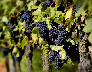 Собівартість винограду нинішнього року збільшиться на 40% ‒ експерт
