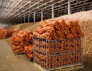 Найближчими роками в Україні планують збудувати овочесховищ на 400 тис. тонн