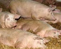 АЧС підкосила ще четверо свиней на Одещині