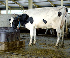 У двох львівських селах відкрилися молочні сімейні ферми за сприяння канадського проекту