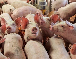 Україна заробила на експорті живих свиней 2,43 млн дол.
