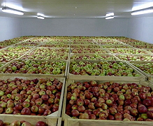 Ціни на яблука зростуть