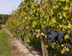 Мінагрополітики підтримуватиме виноградарство в Україні