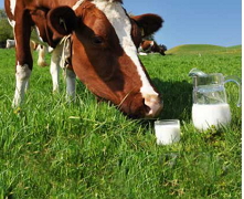 Через скорочення виробництва ціни на молоко та молокопродукти зростають