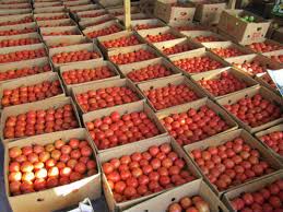 Різке зростання оптової ціни на томат спостережено вКиєві й Одесі