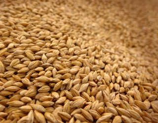 Бангладеш і Йорданія скасовують тендер на закупівлю пшениці