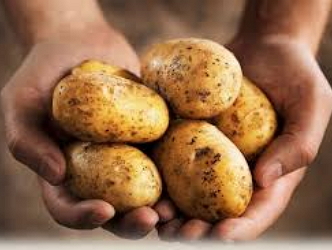 Що відбувається з картоплею?