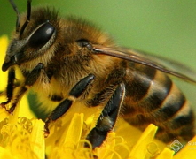 Клотіанідин та імідаклоприд негативно впливають на бджіл