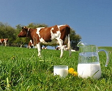 Найважливіше в якості молока — якість молока на фермі
