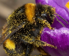 Нові пестициди, що менш токсичні для бджіл