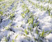 Посіви озимих зернових на Запоріжжі зимують у сприятливих умовах