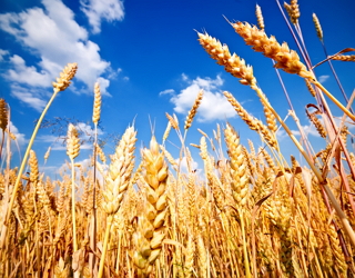 Мінсільгосп США зберіг прогноз виробництва та експорту казахстанської пшениці