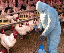 Південна Корея масово винищує домашню птицю через епідемію пташиного грипу