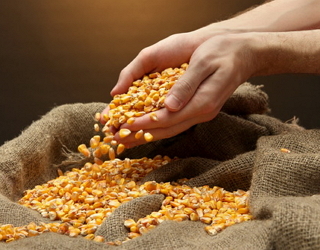 Китайський експорт кукурудзи — перспективи проекту