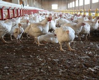США переходить на яйця, отримані за безкліткового утримання птиці