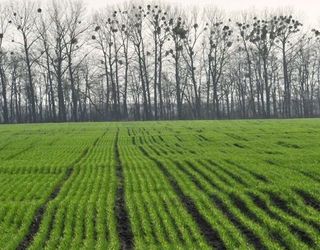 На Донеччині 16% посівів озимих перебувають у слабкому стані
