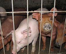 Поголів’я свиней на промислових фермах зменшилося у більшості областей України