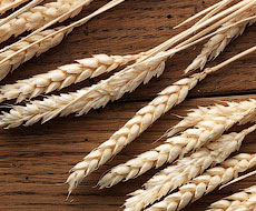 За врожайністю пшениці Україна посіла друге місце в світі