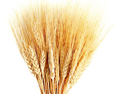 США цікавляться органічною пшеницею з України
