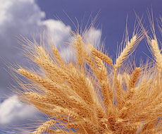 Україна вибрала 80,5% річної квоти на безмитний експорт пшениці до Євросоюзу