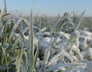 Перезимівля озимих на Вінничині: захист снігу достатній