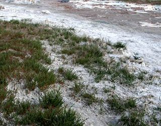 У Криму ґрунти втрачають родючість через засолення
