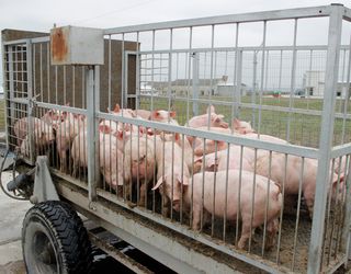 Ціни на живець свиней почали падати