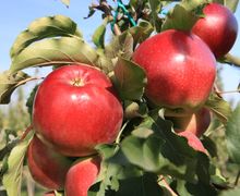 Україна відправила на експорт у січні майже вдвічі більше яблук